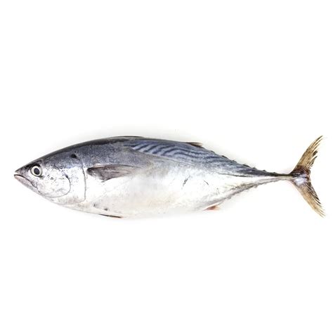 Agromarine - Premium Seafood Products