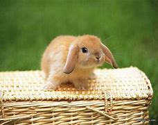 Image result for Show Mini Lop Rabbit