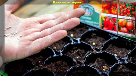 Когда и как сеять на рассаду цветы и овощи: правильный календарь посева ...