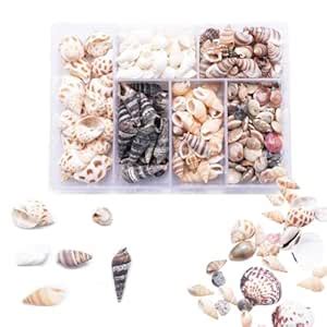 Buy Manthan Shells for Craft, Natural Sea Shells Collection for DIY Art ...