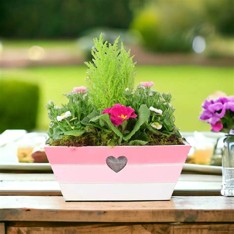 Mother's Day Plant Gifts | Plants By Post