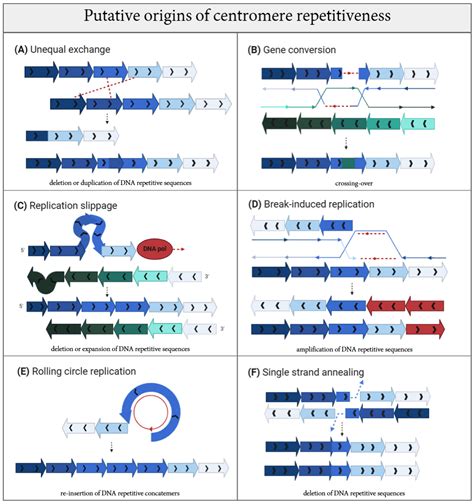 Centromeres under Pressure: Evolutionary Innovation in Conflict with ...