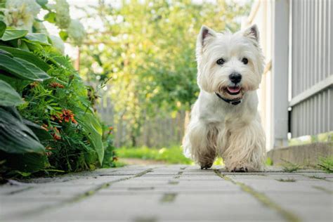 West Highland White Terrier – GoofyTails