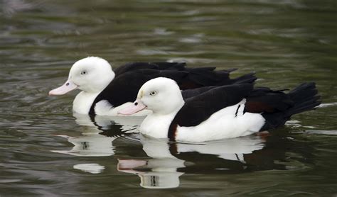 Black And White Duck