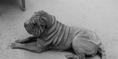 5 Wrinkly Dog Breeds – List, Grooming, Risks & FAQ