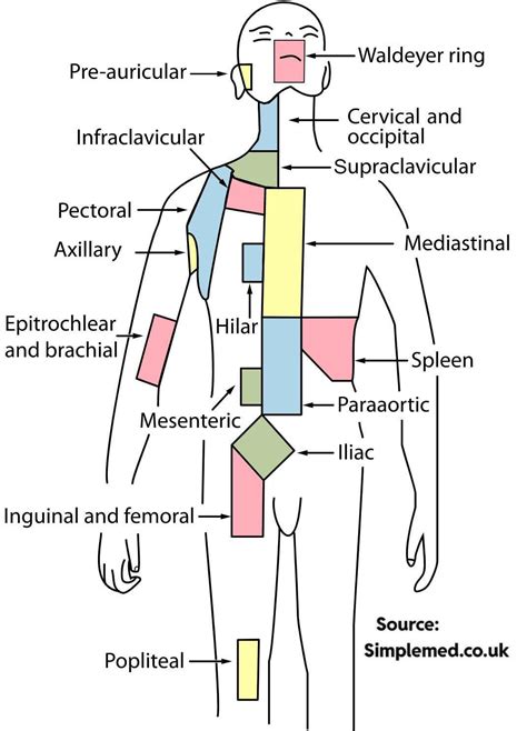 A cool guide to human body lymph node locations. : r/coolguides