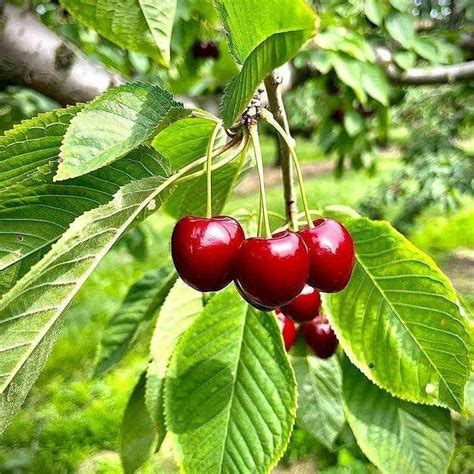 Hug A Plant | Barbados Cherry (Sweet) West Indian Cherry (Malpighia ...