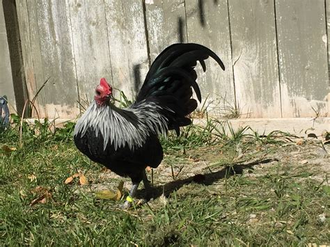 Old English Game For Sale | Chickens | Breed Information | Omlet