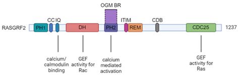 Optical Genome Mapping Reveals Disruption of the RASGRF2 Gene in a ...