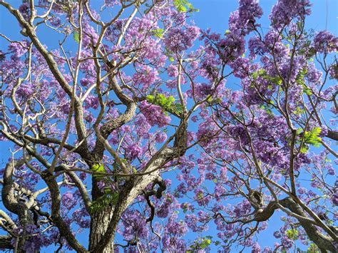 Image result for Purple Tree