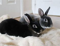 Image result for Cute White Bunny Rabbits