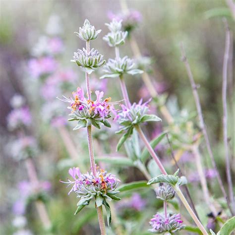 Salvia púrpura (Salvia leucophylla) - PictureThis