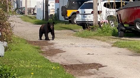 Michigan residents stunned at black bear sighting: 'Here it comes'