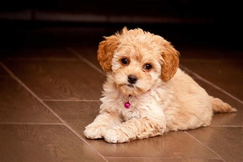 Maltese Poodle Mix ... | Maltese dogs, Designer dogs, Maltipoo