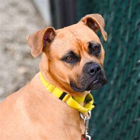 Buncombe County Animal Shelter | Asheville Humane Society