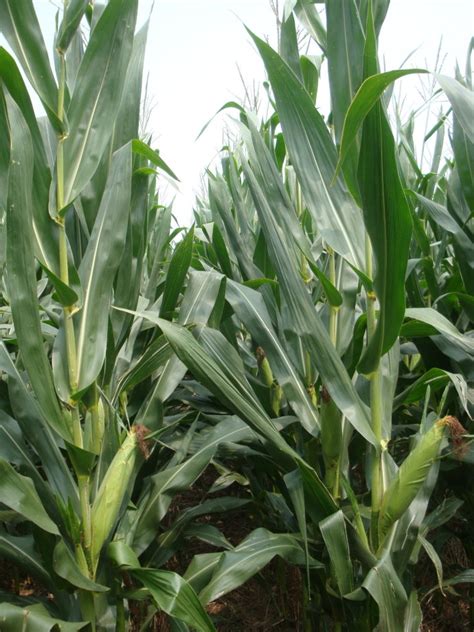 2021年高产玉米品种 - 达达搜