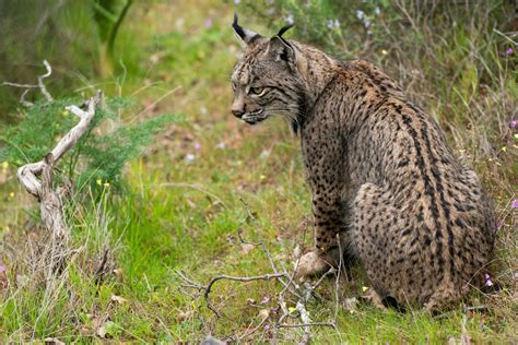 Iberian lynx rebounds from 'endangered' status - ABC News