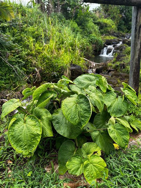 What Does A Kava Plant Look Like at Megan Graves blog