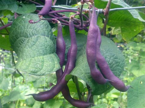 Purple Snap Beans