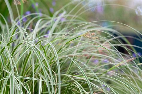 Removing Decorative Grasses at Harrison Dunckley blog