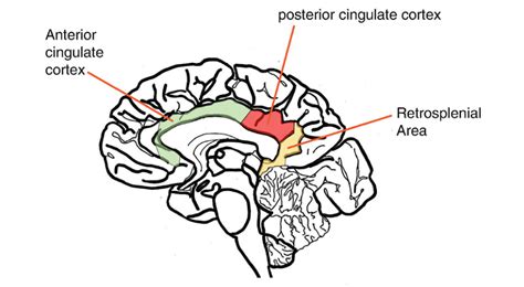 Cingulate cortex Disorders 的图像结果