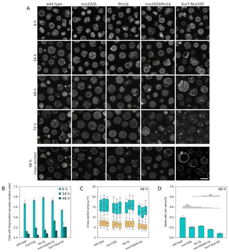 Plasma Membrane Protein Nce102 Modulates Morphology and Function of the ...