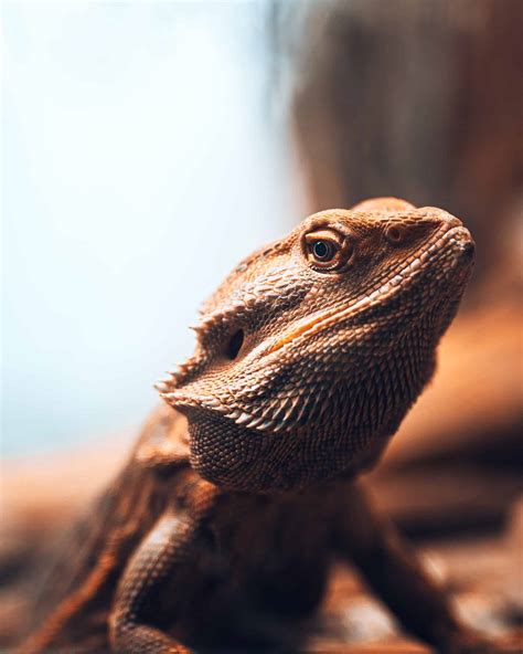 Do Bearded Dragons Bite Hurt? – Childhoodpets.com