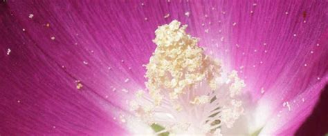 15 Best Flowers That Close at Night - Night Closing Flowers – Greenkin