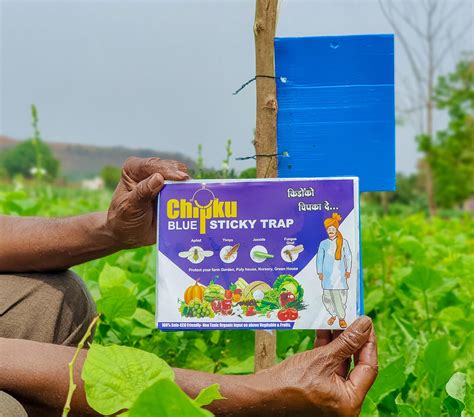 Chipku Insect Killer Blue Sticky Trap Non Toxic and Chemical Free Fly ...