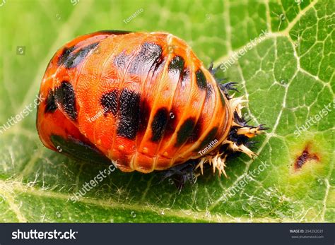 1,507 Ladybug pupa Images, Stock Photos & Vectors | Shutterstock
