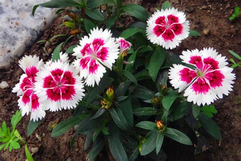 Free Images : flowers, flower, flowering plant, petal, dianthus, sweet ...
