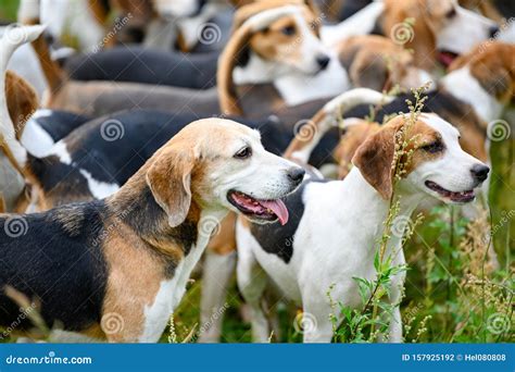 Watchful Hunting Dogs, Hunter Hounds, Beagle Dogs, Foxhounds Waiting ...