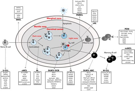 Indolent là gì? Cách dùng Indolent chuẩn xác và ví dụ dễ hiểu