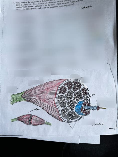 Image result for Skeletal Muscle Flow Chart