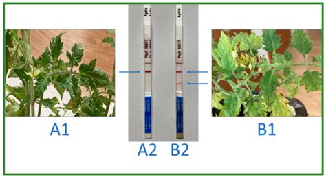 Applicability of Smart Tools in Vegetable Disease Diagnostics