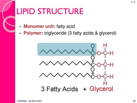 CARBOHYDRATE S & LIPIDS - ppt download