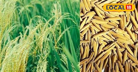 Basmati farming tips : ऐसे उगाई जाती है बासमती, बंपर पैदावार के लिए ...