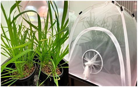 Early Detection of Aphid Infestation and Insect-Plant Interaction ...