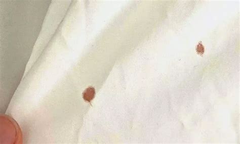 How To Check For Bed Bugs | Clearview Bed Bug Monitor