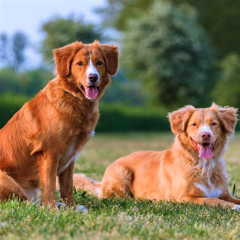 Are Nova Scotia Duck Tolling Retrievers Smart