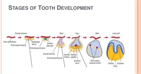 Image result for Human Tooth Development