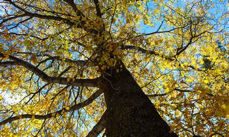 The 10 Most Iconic Trees Native to Minnesota - A-Z Animals