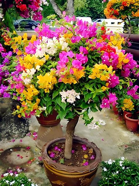 bougainvillea live plant multicolour, Mixed Colors live plant for ...