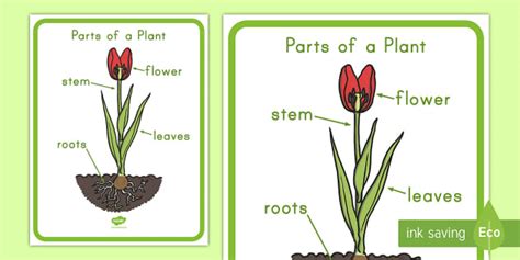 Plant Poster Ideas | Parts of a Plant | Primary Resources