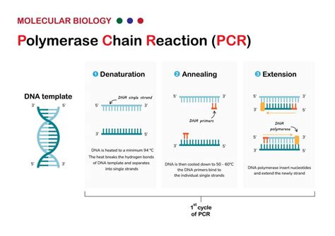 Image result for Real-Time PCR For Dummies