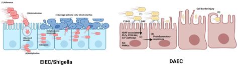 The Diversity of Escherichia coli Pathotypes and Vaccination Strategies ...