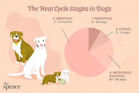 How long do female dogs stay on their period sales