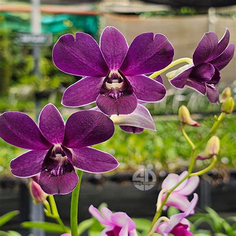 Dendrobium Orchid Trudy Brandt x Blue Angel 319 - Seedling