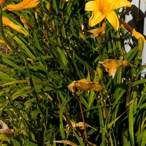 What To Do With Daylilies In The Fall - How To Cut Back, Divide & More ...