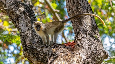 Wildlife In Barbados